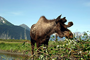 Photo of moose